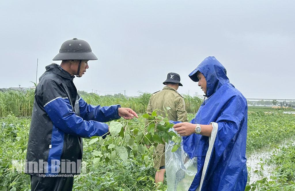 Khẩn trương tiêu úng cứu lúa và cây màu sau bão số 3