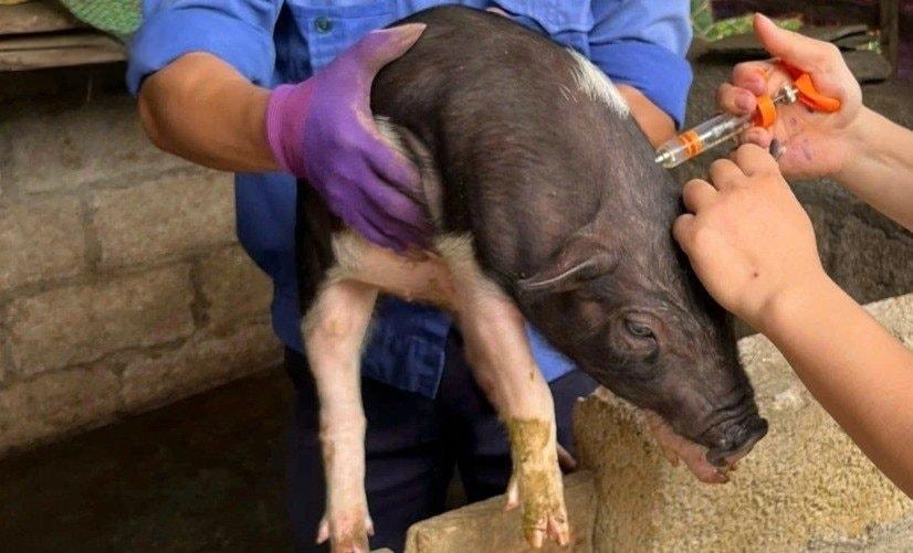 Quyết định công bố Dịch tả lợn Châu Phi trên  địa bàn phường Hà Nam, tỉnh Ninh Bình