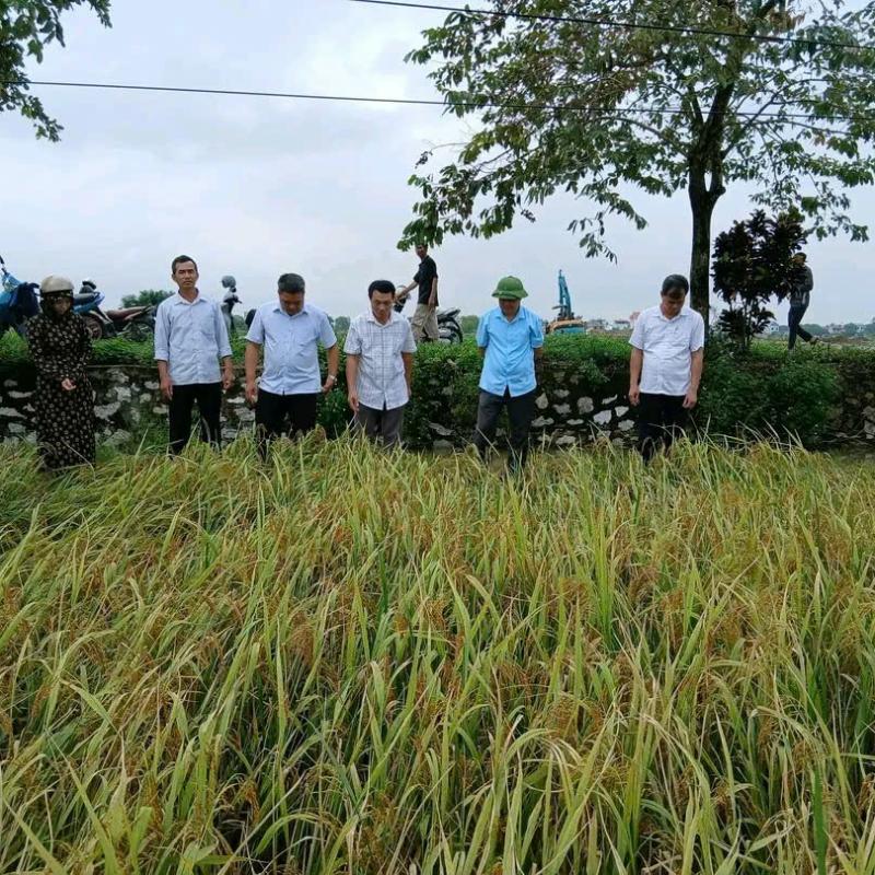 Xã Hiển Khánh Tổ chức hội nghị đầu bờ đánh giá năng suất lúa vụ mùa năm 2025