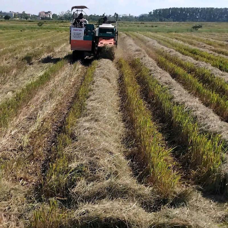 Xã Hiển Khánh triển khai mô hình thu gom rơm rạ,    giải pháp hạn chế ô nhiễm môi trường trong thu hoạch lúa vụ mùa năm 2025