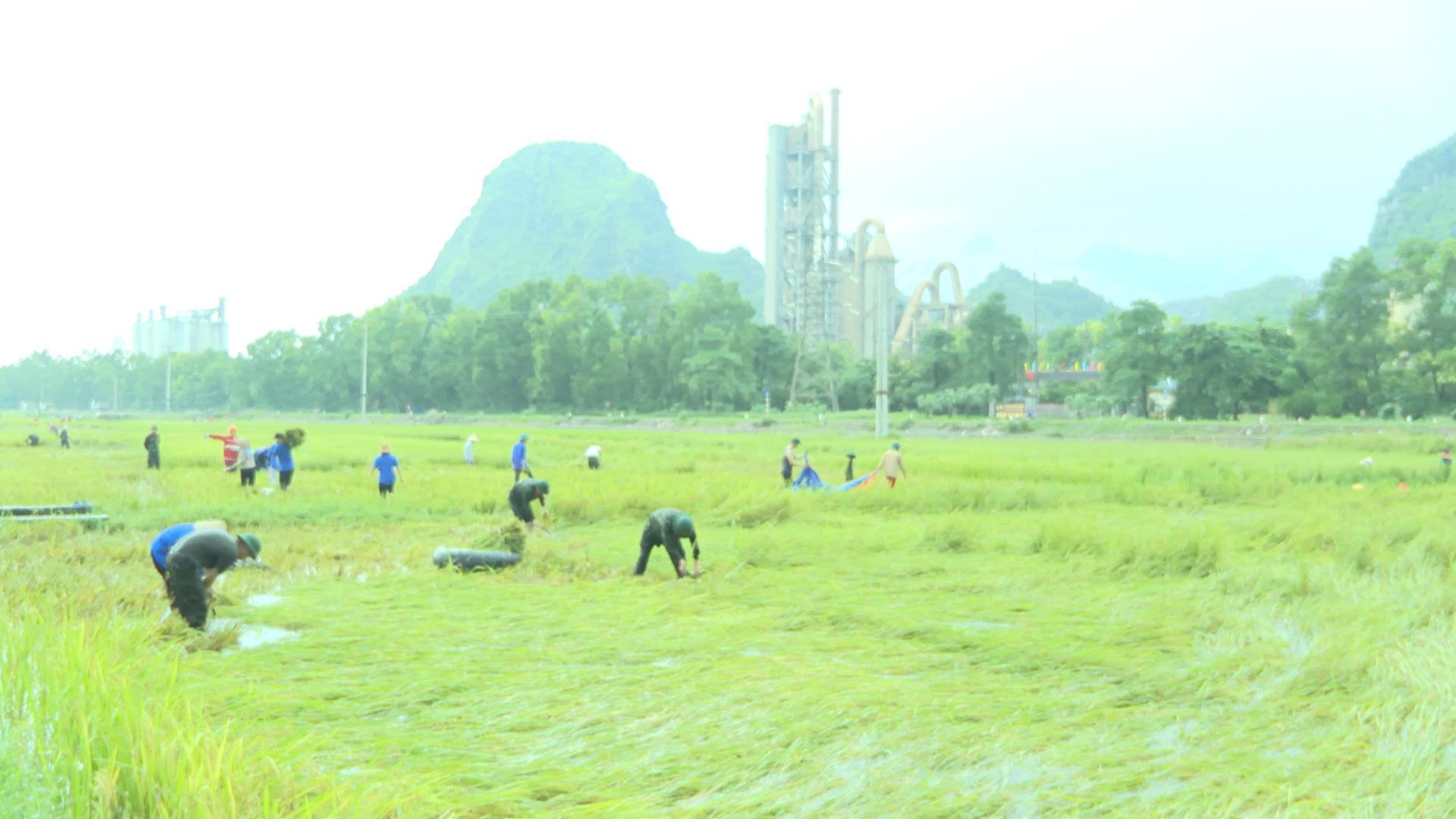Tân Thanh các lực lượng trong xã giúp dân thu hoạch lúa mùa , ứng phó với nước sông Đáy dâng cao