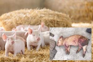 Văn bản về tiếp tục triển khai các văn bản về dịch tả lợn châu Phi